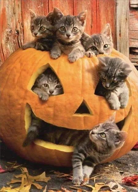 ruben_corella's tweet photo. #halloween2021 #Halloween #calabazas #pets #kitten #gatitos #arte #AdoptaNoCompres #catlovers #CatsOfTwitter #picoftheday #socute #quemonada #beautiful https://t.co/6xXuTXXp67