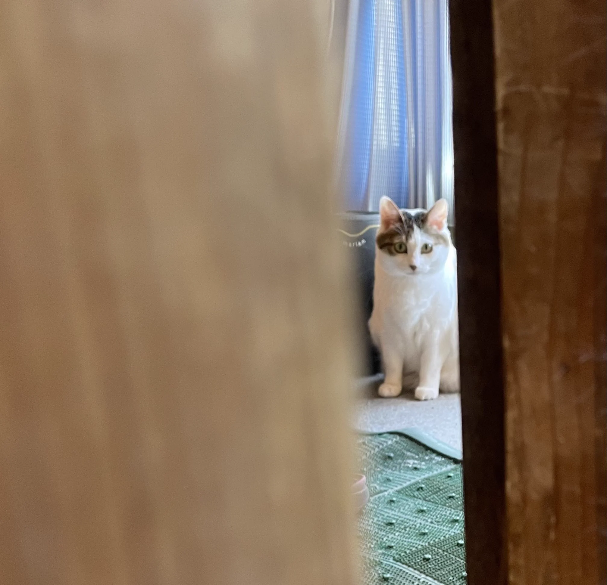 @kyuryuZ こじ開けれるけど締め出されちゃう猫様あるあるかわよです･･･☺️ 