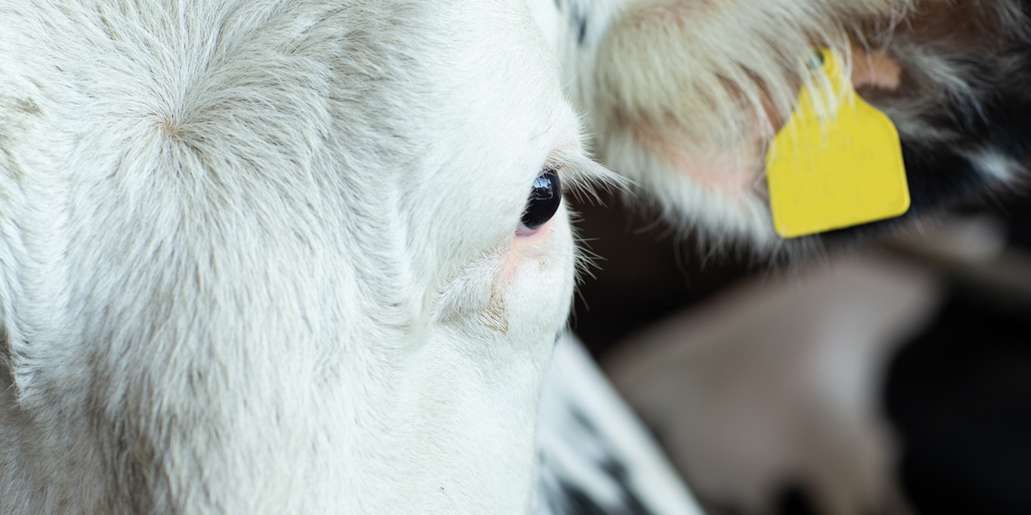 NolanTrading's tweet photo. Calm in the barn – how do cows perceive their environment?
Cattle are flight animals. Any changes in their housing environment trigger stress.
#cow #environment #farm #livestock #agriculture 
https://t.co/A0FcL18HdX https://t.co/ZgdsF6eVSX