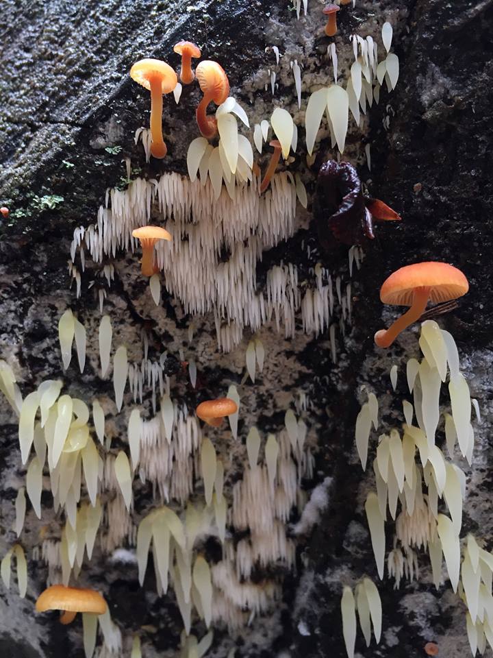 NaturelsWeird's tweet image. Mucronella bresadolae fungus (the white fungus), from California.

(Photo Lauren Olivia)