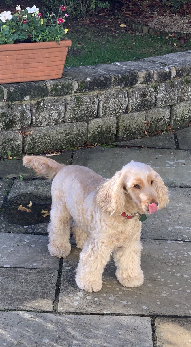 ByrneCocker's tweet photo. Licking my chops pals after a fabulous feast of @burnspetfood which dad kindly left available for me. Only spoiled my mum who noticed my absence ๐ #sillydad #fogottoshuthedoor #stuffedmyface #needanapnow https://t.co/ui4uwLj6a8