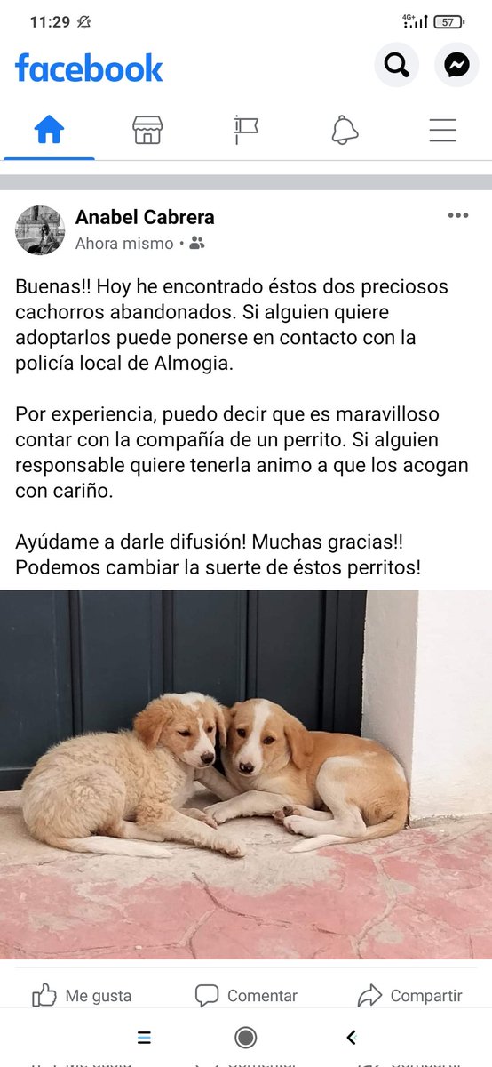 YsabelAnaC's tweet photo. Se busca familia responsable que adopte o si podéis por lo menos difundir. Muchas gracias ☺️ https://t.co/jRjzgCEV6z