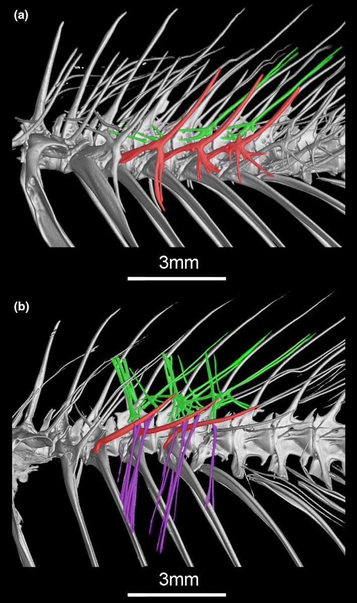 Davidefishes's tweet photo. Full text for Morphology-based phylogeny of glass knifefishes @AgenciaFAPESP @NMNH
available in the link below 
https://t.co/RmF7upNd8r

https://t.co/UDNDBTqZFY https://t.co/A9TGeBCmCP