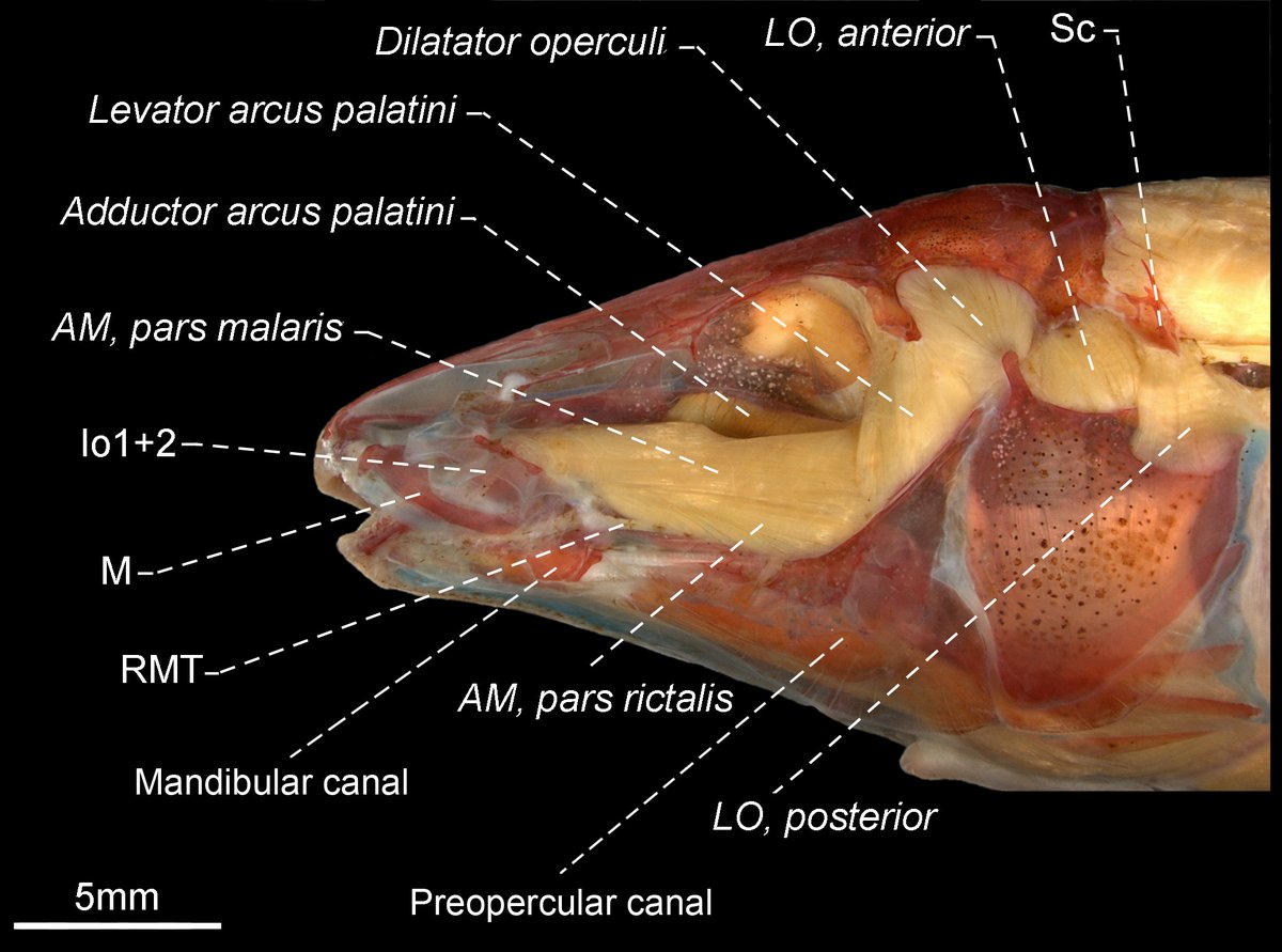 Davidefishes's tweet photo. Full text for Morphology-based phylogeny of glass knifefishes @AgenciaFAPESP @NMNH
available in the link below 
https://t.co/RmF7upNd8r

https://t.co/UDNDBTqZFY https://t.co/A9TGeBCmCP