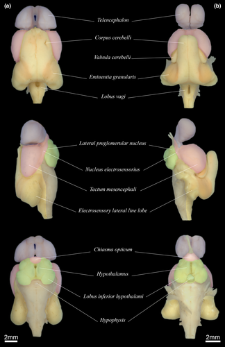 Davidefishes's tweet photo. Full text for Morphology-based phylogeny of glass knifefishes @AgenciaFAPESP @NMNH
available in the link below 
https://t.co/RmF7upNd8r

https://t.co/UDNDBTqZFY https://t.co/A9TGeBCmCP