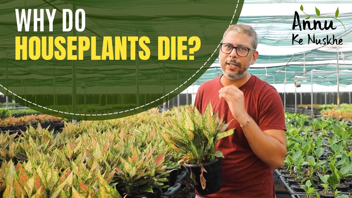 Nurturing_Green's tweet photo. Are you properly taking care of your houseplants? Here's how you can save them from dying!

https://t.co/JVgyLnL9zx https://t.co/2fXdSm2aBZ