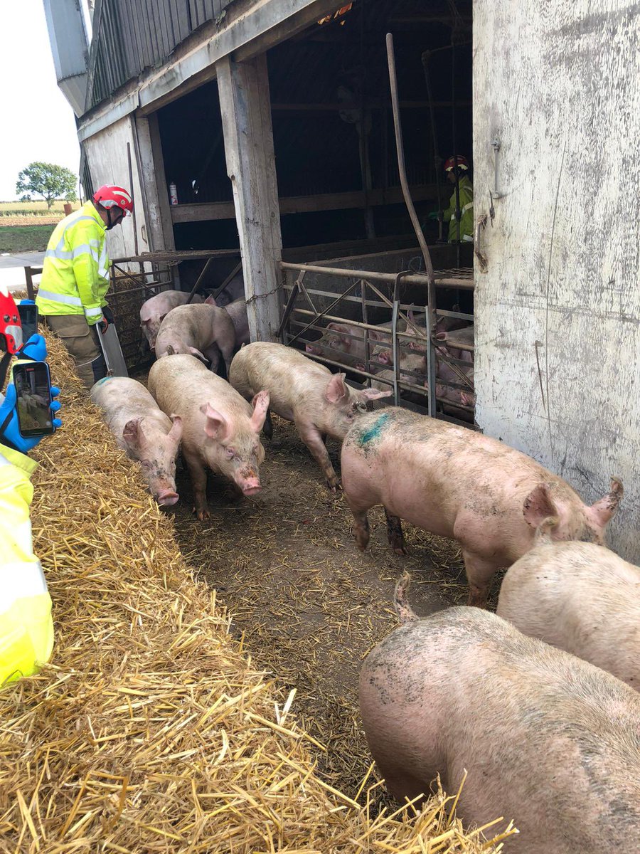 SFRSTraining's tweet photo. Huge thanks to Suffolk rural college at Otley campus for assistance with this week's Animal Rescue level 2 training. A fantastic facility with very knowledgeable staff. Find them on Instagram @suffolkruralfarm https://t.co/8VAYExxTUZ