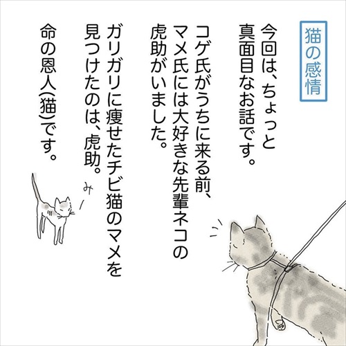 大好きな先輩猫を見送って…… 落ち着きがなくなった愛猫に「猫にも悲しみの感情があること」を知った飼い主の漫画 https://t.co/rk9cO8GtL1 @itm_nlabより 