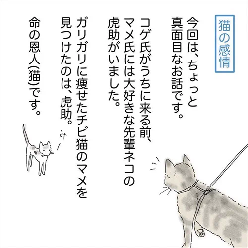 大好きな先輩猫を見送って…… 落ち着きがなくなった愛猫に「猫にも悲しみの感情があること」を知った飼い主の漫画 https://t.co/rk9cO8GtL1 @itm_nlabより 