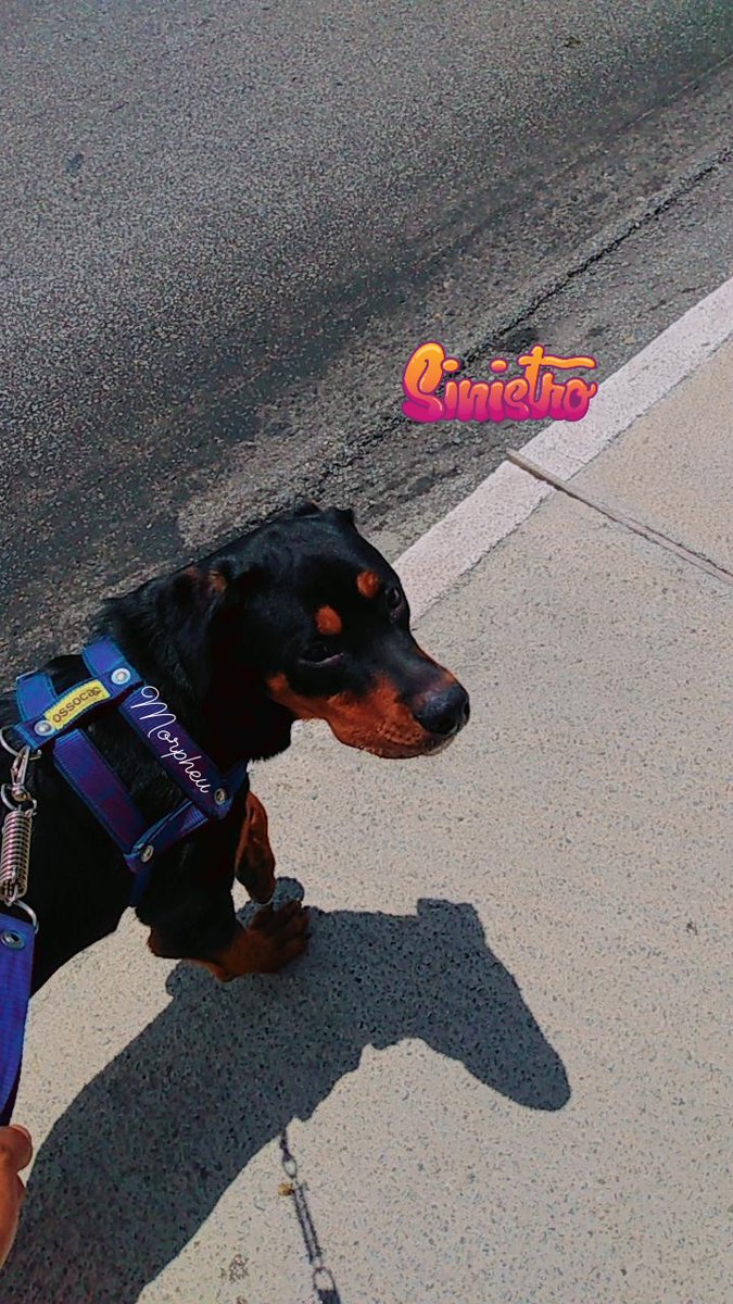 Lucas13Tog's tweet photo. Morpheu, meu melhor amigo 🐕❤️ https://t.co/htFMrebfCE