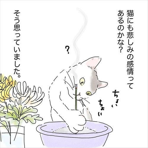 大好きな先輩猫を見送って…… 落ち着きがなくなった愛猫に「猫にも悲しみの感情があること」を知った飼い主の漫画 https://t.co/rk9cO8GtL1 @itm_nlabより 