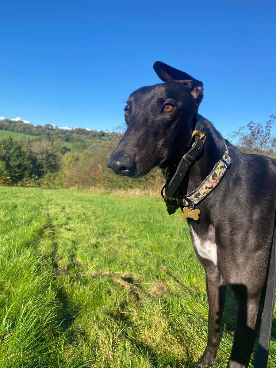 DonovanKennels's tweet photo. 🚨#GreyhoundInFocus🚨

🐶 Load The Weapon (Jet)
(Laughil Blake X Droopys Cara)
⚖️ 33 Kilos

🎂 March 2020

🏃‍♂️5
🥇3
🥈0
🥉1

Best Times

📏 480m ⏱ 29.69 @centralparkdogs

Kennelmate 🐶 Its Dolly (Dolly)

Owned by Jonny Boo Syndicate https://t.co/EIg4Yox0oY