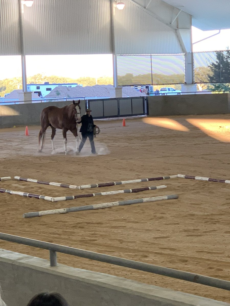 MrsLosNIB's tweet photo. Horse judging clinic at her future school and home arena! @AggieEquestrian say hi to my girl, but can you turn in the heat she’s a little cold. https://t.co/nKj5j6qfvo