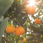 Photo by Tree-Ripe Fruit Co. (@treeripefruit)