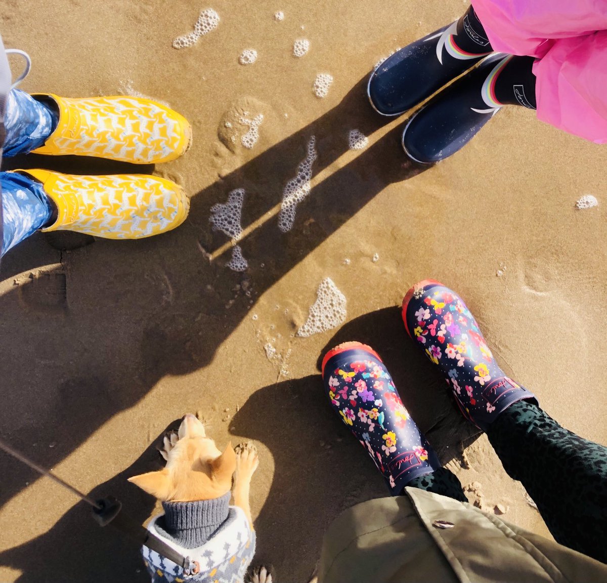Do you make ⁦<a href="/Joulesclothing/">Joules</a>⁩ #wellibobs for pups too? Rocco the #jackahuahua is asking 🐕🤩#beachlife