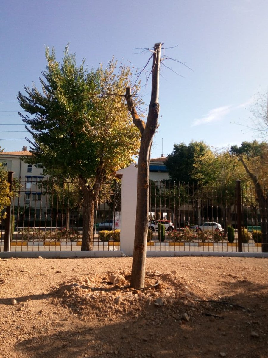 ElCauterio's tweet photo. Según @manzanares_es y @Manzanares10TV estos árboles "trasplantados" están brotando.
https://t.co/kvwVLfLPqn
#StopArboricidioManza
@joaquinaraujo @GrandeBellotada @yayo_herrero @ecofeminizate @Huert0guerrilla @alpuja @crimiverde  @MaltratoPaisaxe https://t.co/0HzDUPAvHq