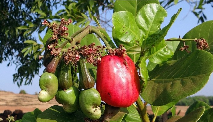 IndiaNewsNetwk's tweet photo. India signs $100 million loan with ADB for agribusiness development in Maharashtra

Read More: https://t.co/3ROaAvGTow | @IndiaNewsNetwk Story

@CMOMaharashtra #AgriBusinessDevelopment https://t.co/XKqhOjnm3C