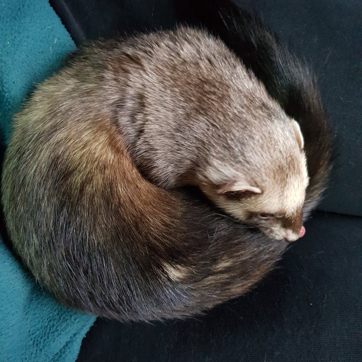 Kelsie_o3o's tweet photo. We have two doughnuts available today friends. One chocolate Iris doughnut and one vanilla sprinkle Astrid doughnut. 
Please take one on your travels for extra smiles. 
💗🐾💗🐾💗🐾💗🐾💗
#ferrets #pets #animals https://t.co/3AeEFWjHSF