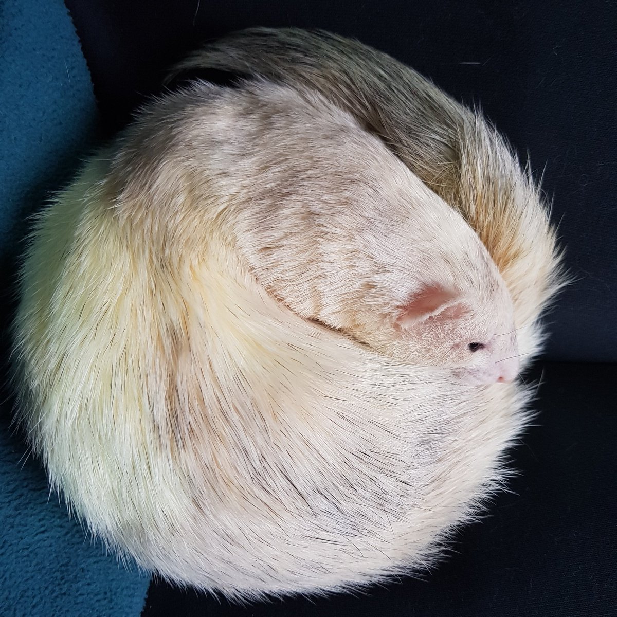 Kelsie_o3o's tweet photo. We have two doughnuts available today friends. One chocolate Iris doughnut and one vanilla sprinkle Astrid doughnut. 
Please take one on your travels for extra smiles. 
💗🐾💗🐾💗🐾💗🐾💗
#ferrets #pets #animals https://t.co/3AeEFWjHSF