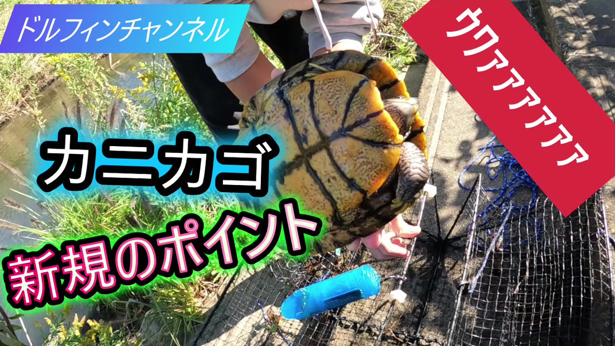 Dolphintosan's tweet photo. 動画投稿しました😊
いつもカニカゴを仕掛けるポイントに別の人がカゴを沈める事が多くなってきたので新規ポイント開拓しました😊
https://t.co/VBdHMAtLkF
暇な時にでも観て下さいm(__)m
#カニカゴ
#モクズガニ
#チャンネル登録お願いします https://t.co/N8FVB88XXG