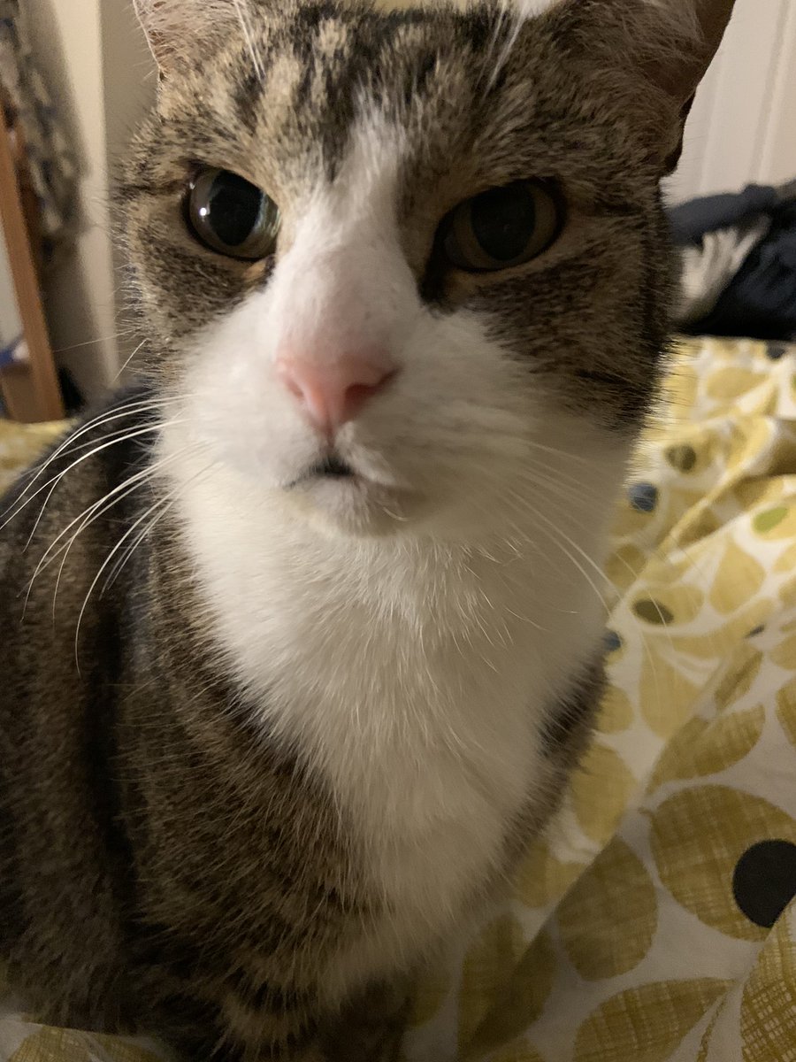 tipps_mr's tweet photo. Archie has taken over a nursing shift… he’s looking very concerned #CatsOfTwitter https://t.co/xvpE2ZOLIc