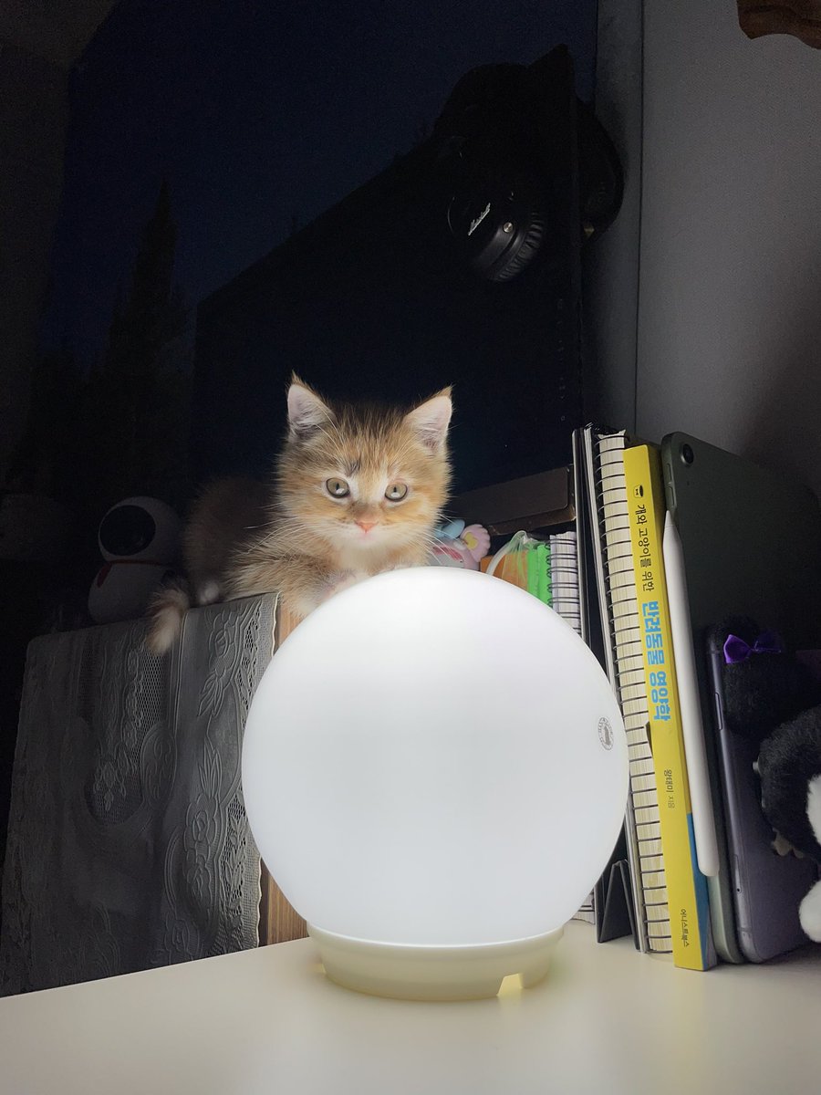 dongggeul's tweet photo. 🔮 https://t.co/LLwfjRcnfk