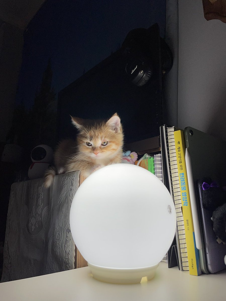dongggeul's tweet photo. 🔮 https://t.co/LLwfjRcnfk