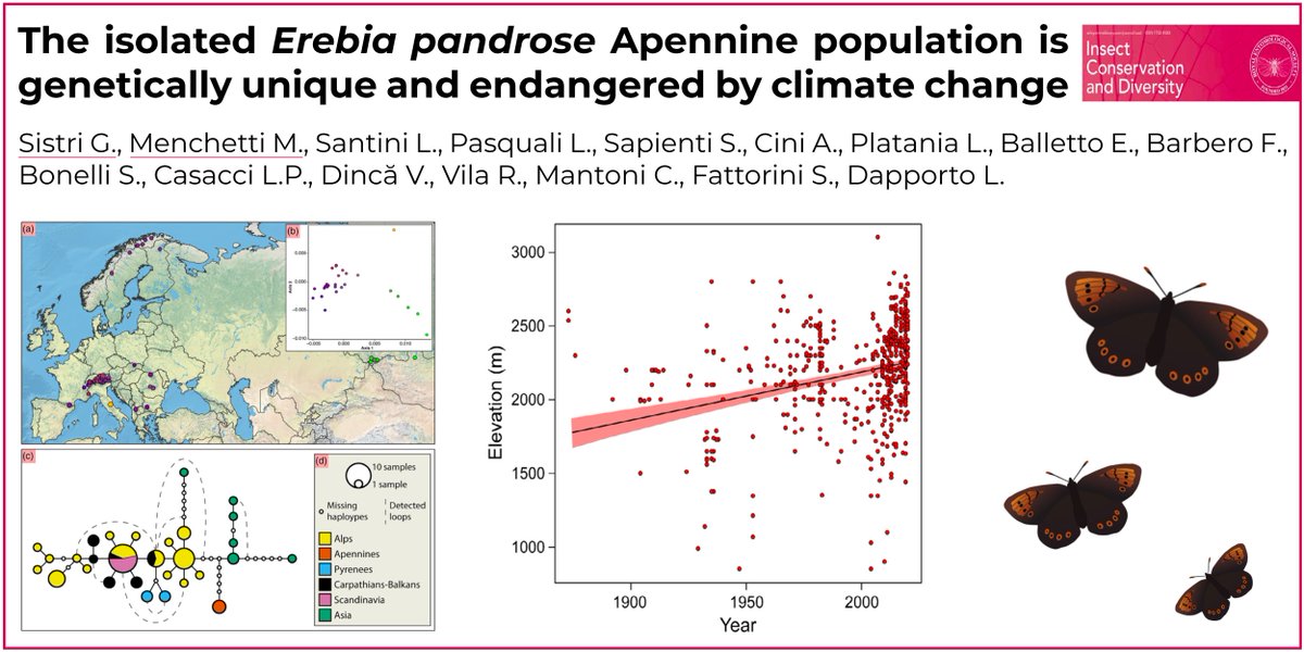 The cool news is that in the Apennines there is a genetically unique population of Erebia pandrose. The bad news is that this small population left at the top of a mountain is endangered by climate change. Check out our latest paper! doi.org/10.1111/icad.1…
