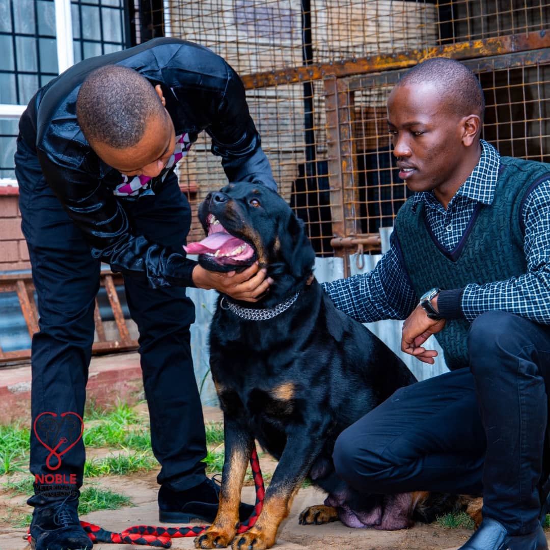 thenoblevets's tweet photo. Doing a follow up on Beauty who underwent a Caesarean surgery recently. We are happy she has recovered well.

From elective surgeries to more complicated ones like Caesarean section &amp; orthopedics, we got you covered. 

Happy Saturday.

#rottweillersofinstagram
#thenoblevetsurgeon https://t.co/wk7murbvCD