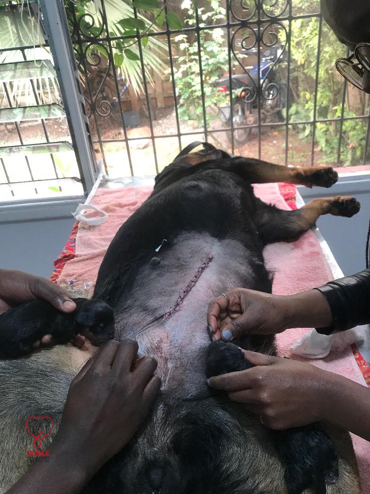 thenoblevets's tweet photo. Doing a follow up on Beauty who underwent a Caesarean surgery recently. We are happy she has recovered well.

From elective surgeries to more complicated ones like Caesarean section &amp; orthopedics, we got you covered. 

Happy Saturday.

#rottweillersofinstagram
#thenoblevetsurgeon https://t.co/wk7murbvCD