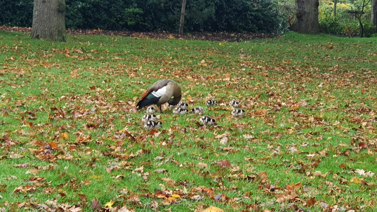 Nicholas Willmore tweet media