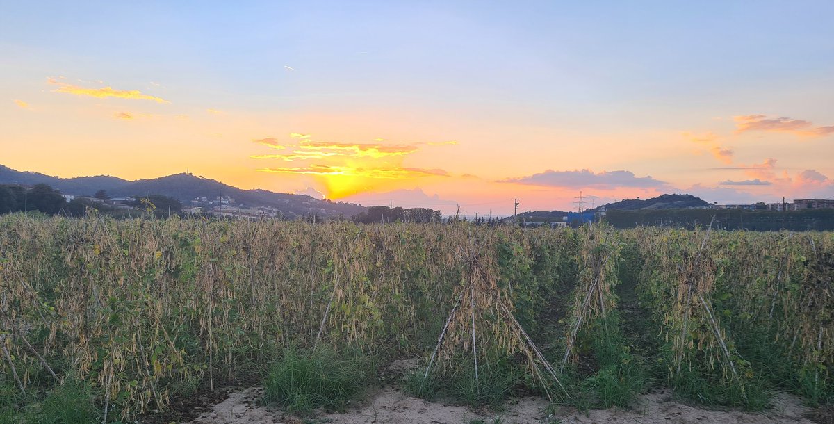 MongetaP's tweet photo. Cel rogent...

#ahir #mongetadelganxet
#pagesia #pagesiacatalana #agricultura #aviat ! https://t.co/9SUXSLNIXl