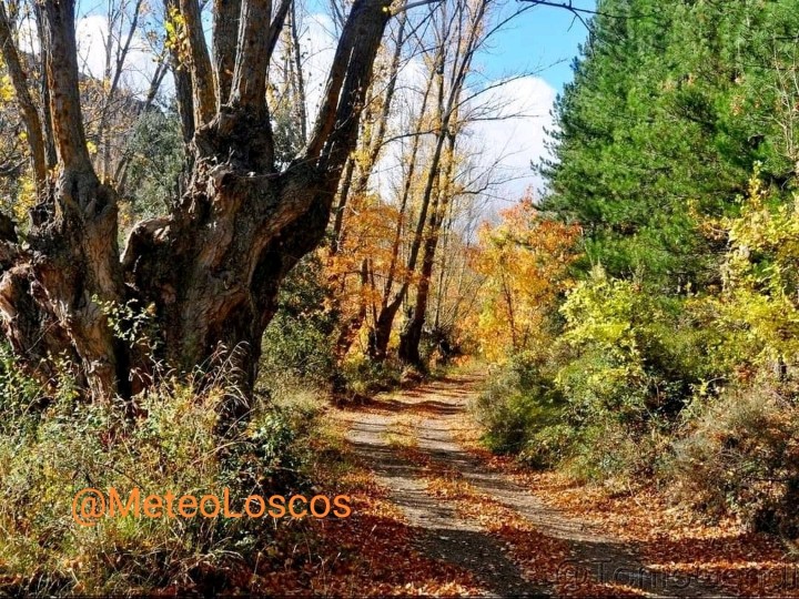 MeteoLoscos's tweet photo. Por #Loscos y la Sierra de #Oriche. #Mezquita #Piedrahita #Colladico #Nogueta 
El otoño. 
Los chopos dejando caer sus hojas. 
Los azarollos cambiando el verde al intenso fuego. 
El arce moscón vistiendose del granate brillante. 
Todo un espectáculo al alcance de todos. https://t.co/LOjO7LwVxD