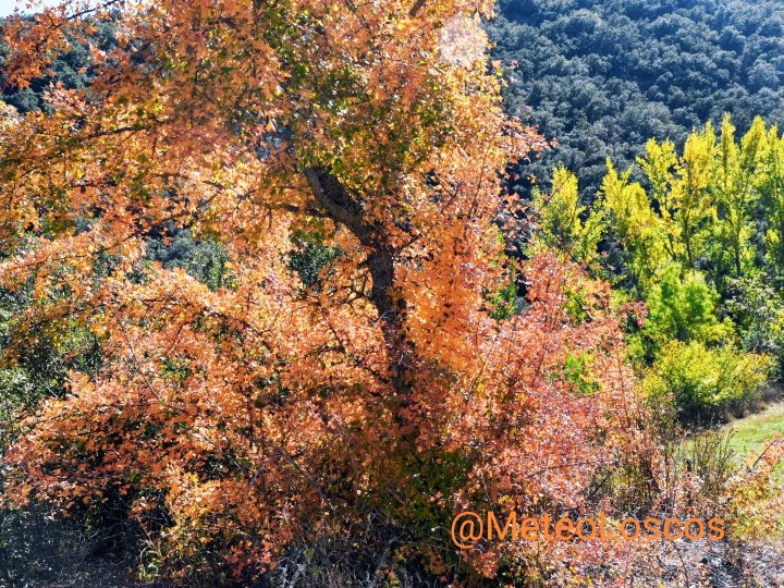MeteoLoscos's tweet photo. Por #Loscos y la Sierra de #Oriche. #Mezquita #Piedrahita #Colladico #Nogueta 
El otoño. 
Los chopos dejando caer sus hojas. 
Los azarollos cambiando el verde al intenso fuego. 
El arce moscón vistiendose del granate brillante. 
Todo un espectáculo al alcance de todos. https://t.co/LOjO7LwVxD