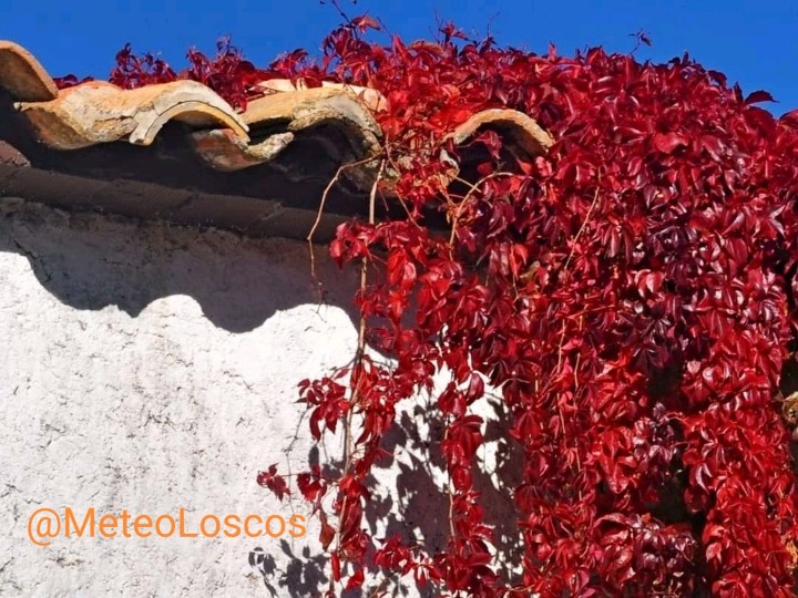 MeteoLoscos's tweet photo. Por #Loscos y la Sierra de #Oriche. #Mezquita #Piedrahita #Colladico #Nogueta 
El otoño. 
Los chopos dejando caer sus hojas. 
Los azarollos cambiando el verde al intenso fuego. 
El arce moscón vistiendose del granate brillante. 
Todo un espectáculo al alcance de todos. https://t.co/LOjO7LwVxD
