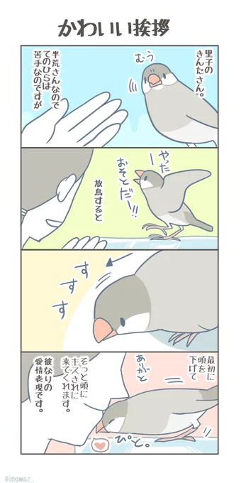 きんたさんのかわいい挨拶。半荒鳥さんでも、愛情表現があるのでした。

#buncho #文鳥 #javasparrow 