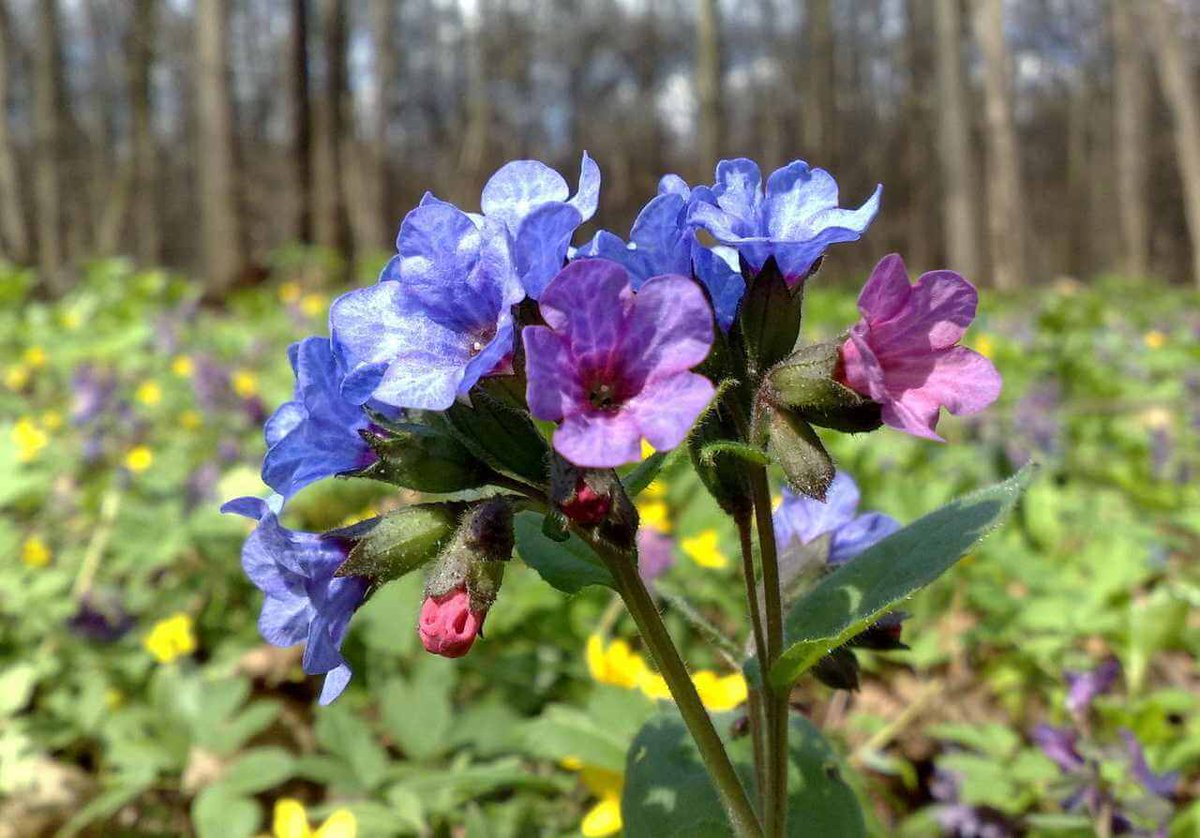 Лесная жемчужина – медуница

Похвастаться тем, что в саду растет медуница, могли лишь редкие энтузиасты. Сейчас это растение на пике популярности.
vtempelife.com/lesnaya-zhemch…