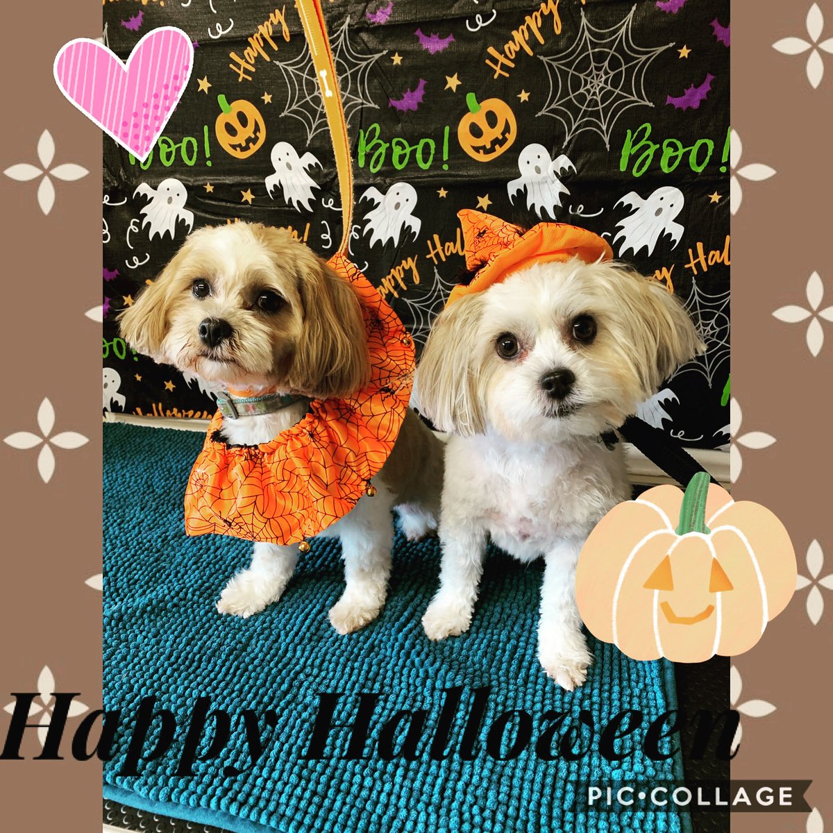 Puhthepuppy's tweet photo. Happy Pumpkin weekend pal pals.
Give your hoomans lots tricks and hope you get lots of treats? 
#ZSHQ #dogsofinstagram #cutest #puppy #halloween #halloweencostume #spooky #halloween2021 #iampuh 🐶🐾💕 #SheIsTei🐶🐾💕 https://t.co/V9q721NdkX
