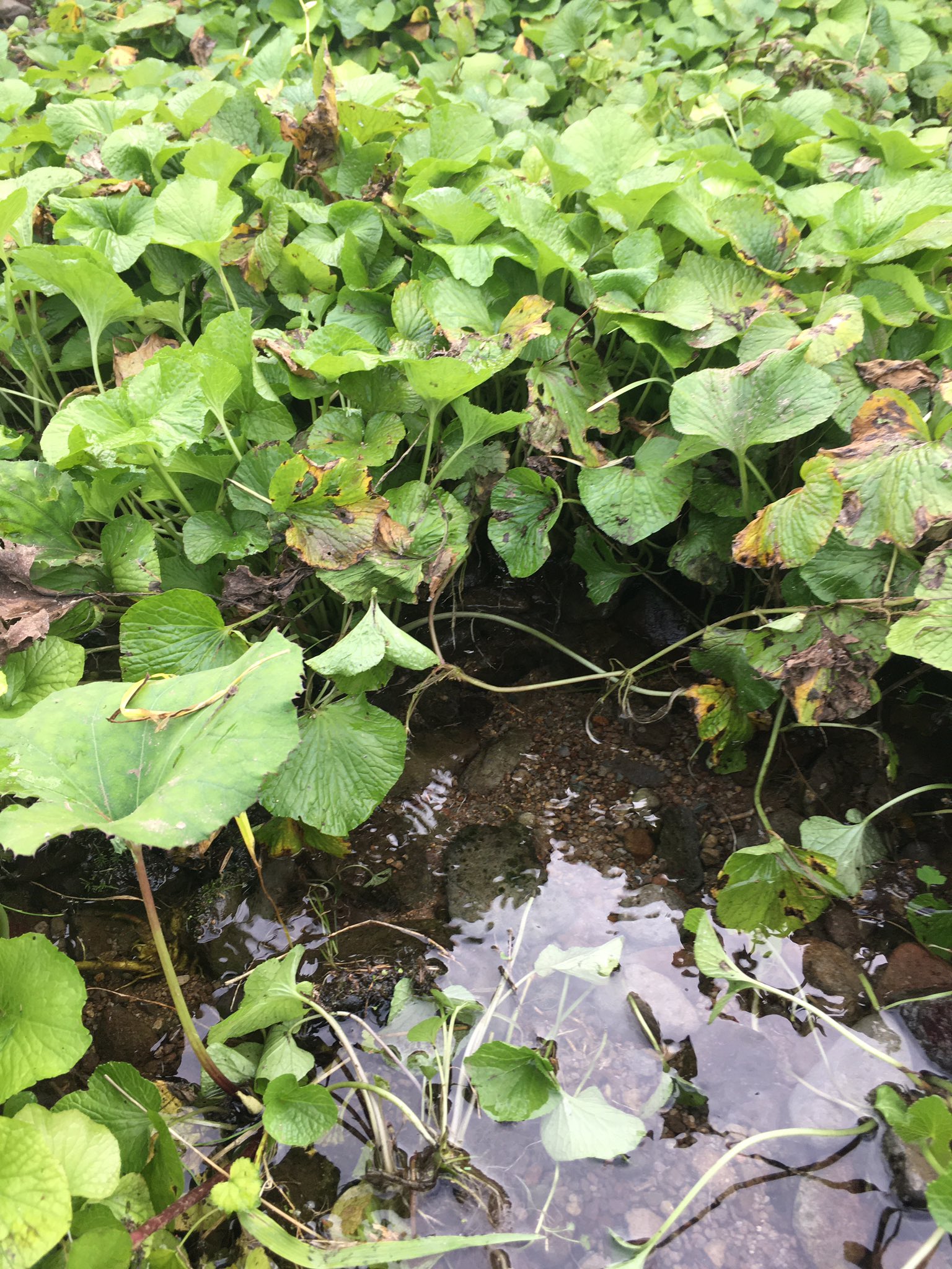 冠ルーヤ 土曜夕方4時25分 Tverでも配信中 冠ルーヤ第12話ご視聴ありがとうございました ワサビ畑 からお送りしましたが ワサビ丼美味しそうでしたよね ワサビソフトクリームをいただいた道の駅 犬挟 いぬばさり でワサビ丼も食べることが