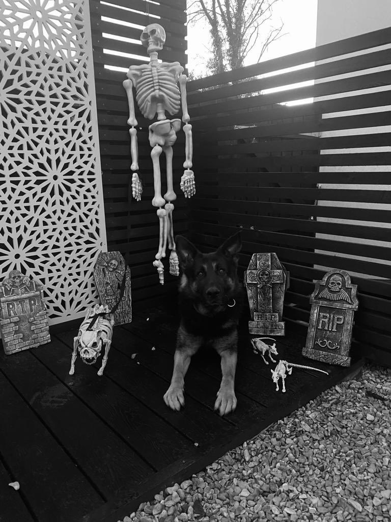 PoliceDogDorset's tweet photo. PD Tag has also started the Halloween weekend in spooktacular style 🎃👻💀

#OD741 #Halloween #FSD #policedog https://t.co/5kx8Ob5F8i
