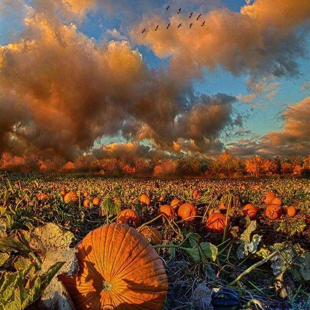 Pumpkin patch.....💚🧡 🖤

#Autumnvibes  #pumpkinpatch  #nature