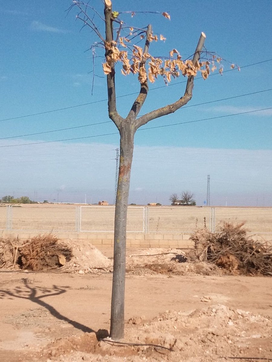 ElCauterio's tweet photo. Según @manzanares_es y @Manzanares10TV estos árboles "trasplantados" están rebrotando
https://t.co/kvwVLfLPqn

#StopArboricidioManza

@future_spain @AlcalaVerde1 @JuventudXClima @ArbolesSevilla @alianzaclimacr @GretaThunberg @plantaquercus https://t.co/pZqhEbWYZE