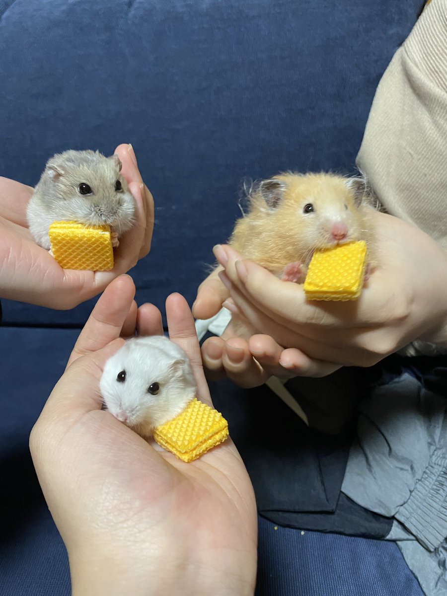 eryu_flower's tweet photo. 今日はハムオフ会でち🐹

＃ハムスターのいる暮らし https://t.co/JcIKj4yIq3
