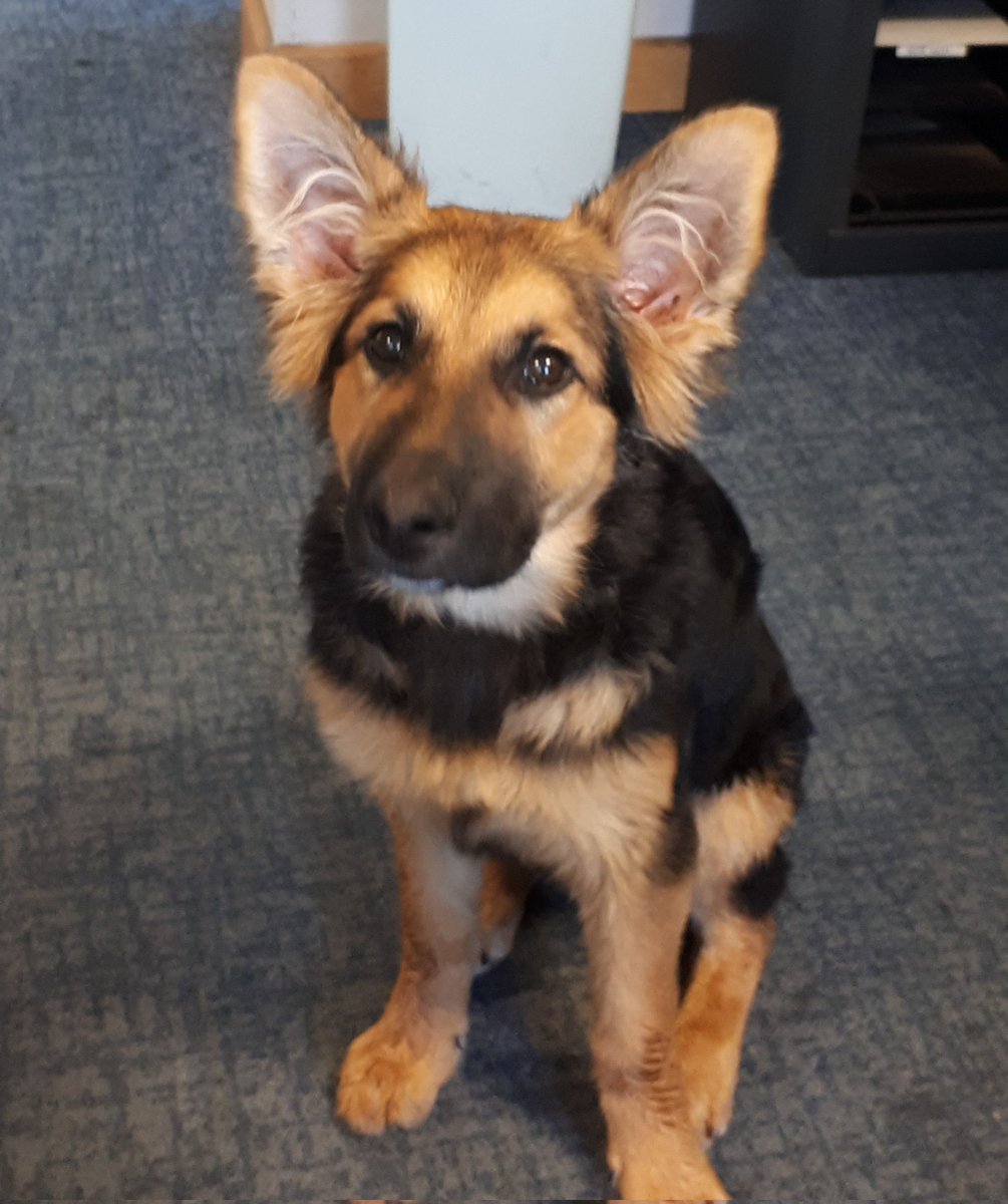 LeominsterCops's tweet photo. Puppy Maverick came to see us at Leominster this morning,  oh my he is cute 😍. Took a while for him to be still enough to take a picture though 😂. #exploring #newsmells #foundanoldsweetwrapper 🤷‍♀️ @K999Cops https://t.co/FASnud6OJR