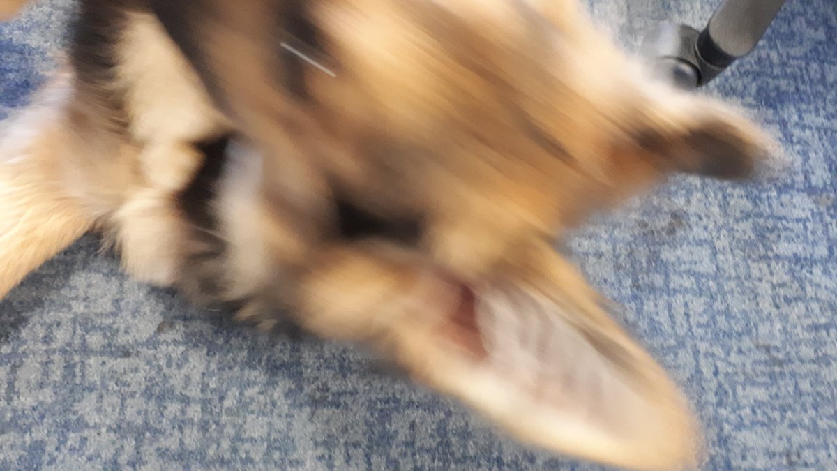 LeominsterCops's tweet photo. Puppy Maverick came to see us at Leominster this morning,  oh my he is cute 😍. Took a while for him to be still enough to take a picture though 😂. #exploring #newsmells #foundanoldsweetwrapper 🤷‍♀️ @K999Cops https://t.co/FASnud6OJR