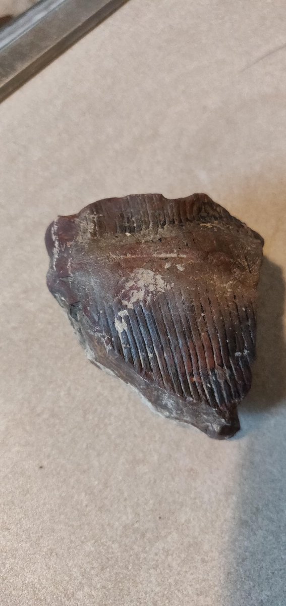 GemmaScougal's tweet photo. @Dean_R_Lomax I was wondering who the best person  to contact to help me ID some fossils found in Edlington. There's a leaf, bone(?) and something I wouldn't want to guess. I rang Doncaster museum where Joe mentioned your name. Hope you can help! https://t.co/GAxQTGWyqO