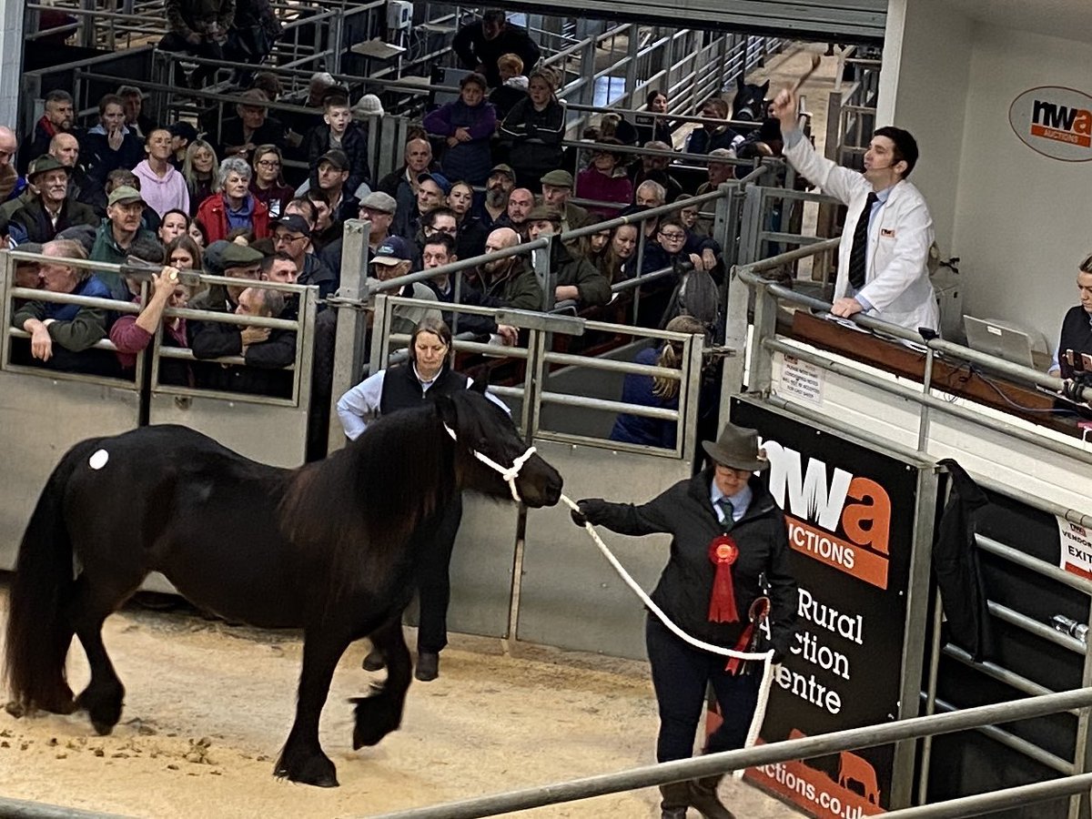 fionaell's tweet photo. Nothing quite so tempting as a fell pony auction.  Thought my back garden might be a bit boring for her after the fells though. 
#visitcumbria #fellpony #auction #lakedistrict #mrslakes https://t.co/KTrRa6btwk
