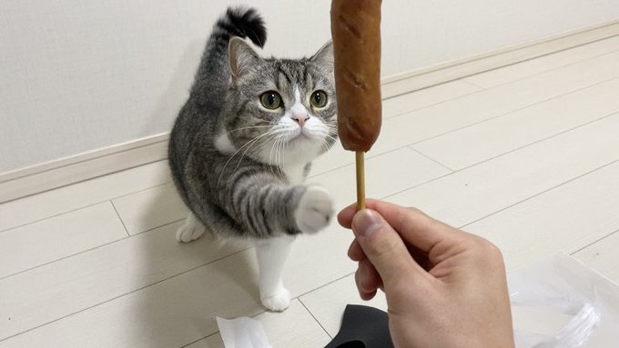 もちまる日記に怒る 炎上の理由を６つペット飼い歴１１年からみた考察 ひよもこブログ
