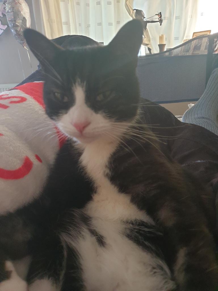 MichelleCullif1's tweet photo. @Fiddle_Pub_Cat Still keeping me company! https://t.co/ugNyuvDLxf