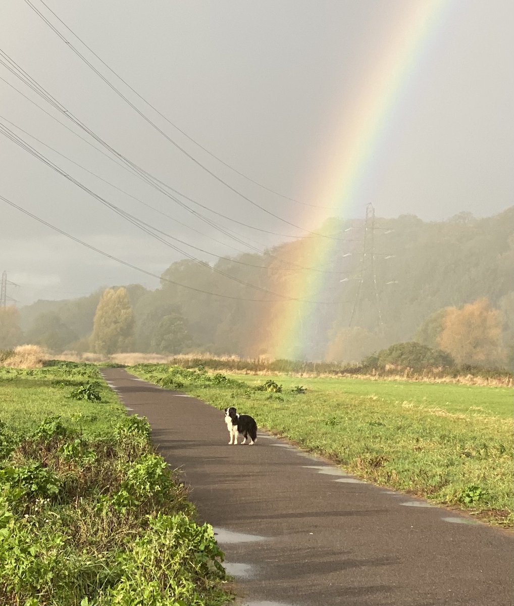 Bobby the Border Collie tweet media